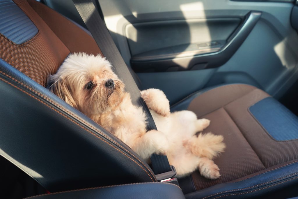 Power Pups Keep Your Dog Safe With, Dog Car Booster Seat Singapore